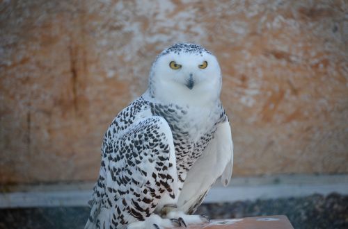snowy owl owl eagle owl
