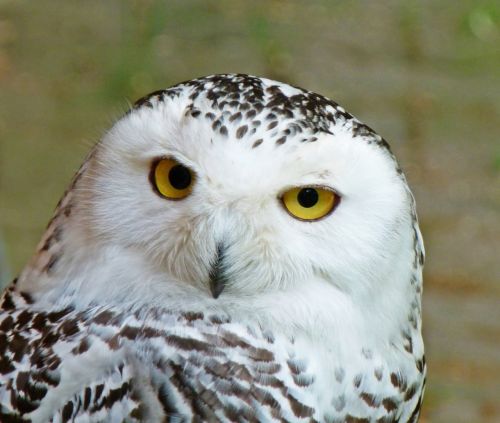 snowy owl bird wildlife