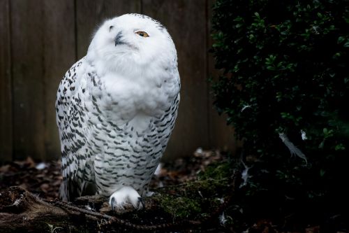 snowy owl owl harry potter