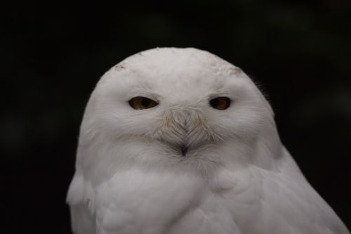 snowy owl white bird