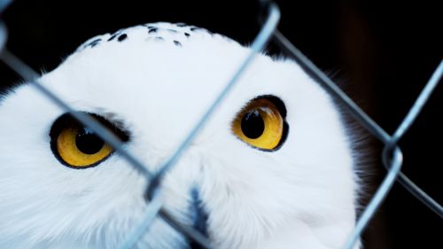 snowy owl caught zoo