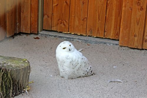 snowy owl bird owl