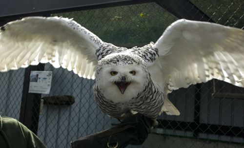 snowy owl bird raptor