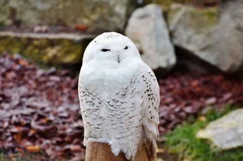 snowy owl owl raptor