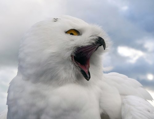 snowy owl  bird  raptor