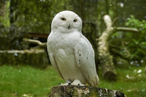 snowy owl  bird  owl