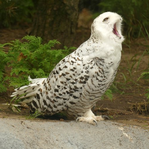 snowy owl  owl  bird of prey