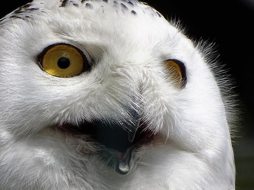 snowy owl  expression  eyes