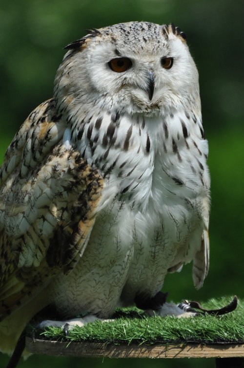 snowy owl  bird  animal