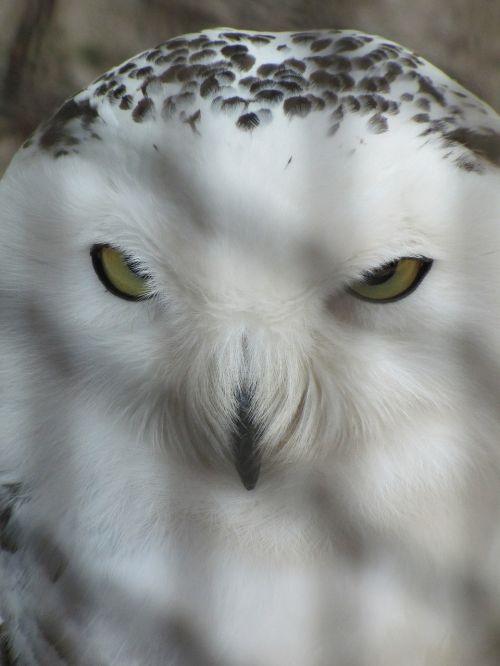 snowy owl owl zoo