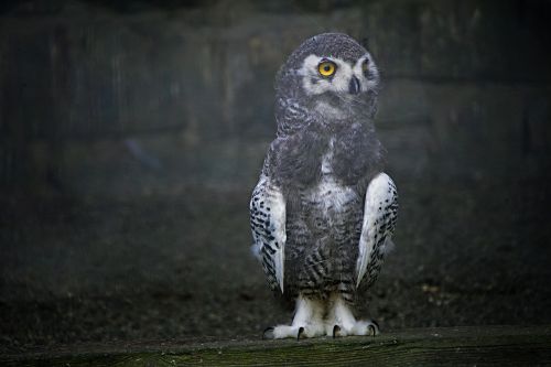 snowy owl young animal owl