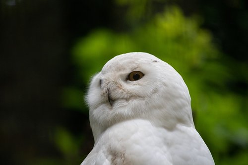 snowy owl  owl  bird