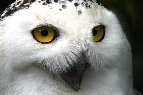snowy owl  eyes  beak