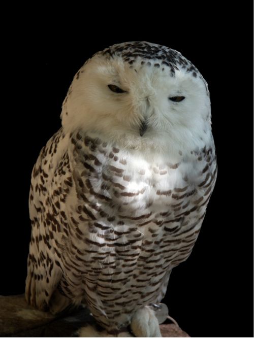 snowy owl chouette harfang bird