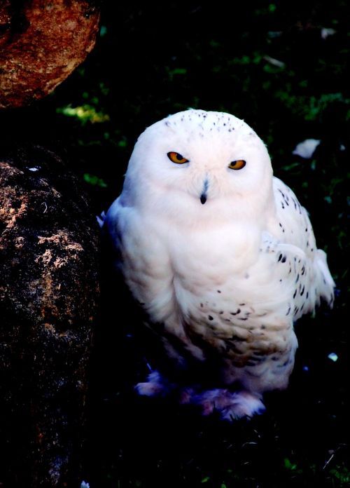 snowy owl bird white
