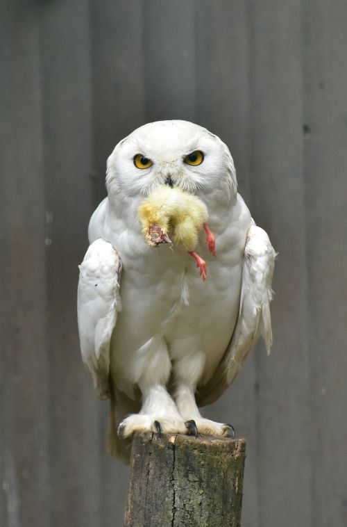 snowy owl white bird