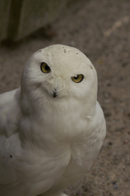 snowy owl bubo scandiaca bird