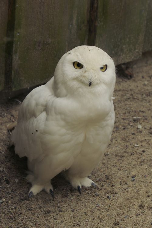 snowy owl bubo scandiaca bird