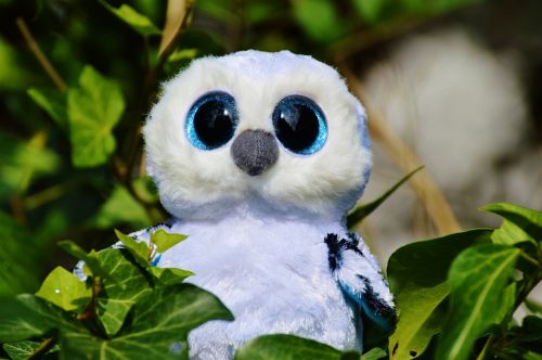 snowy owl white bird