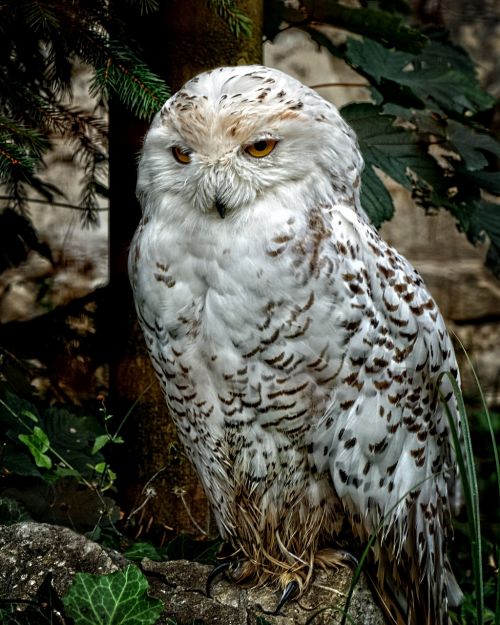 snowy owl owl bird
