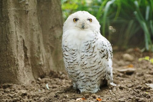 snowy owl wildlife bird
