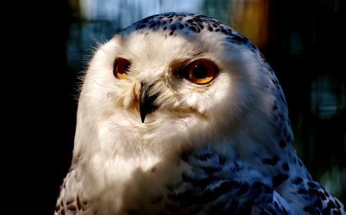 snowy owl bubo scandiacus bird feather