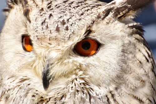 snowy owl bubo scandiacus bird feather