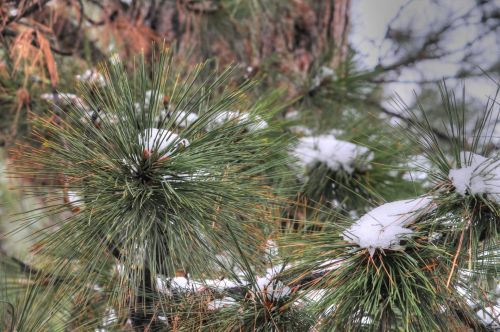 Snowy Pine Branch