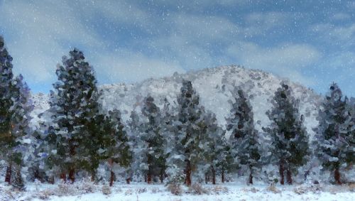 Snowy Pine Forest