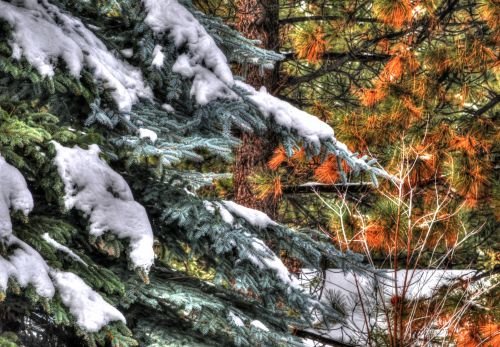 Snowy Pine Tree