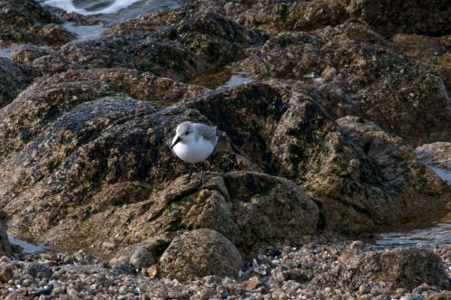 Snowy Plover