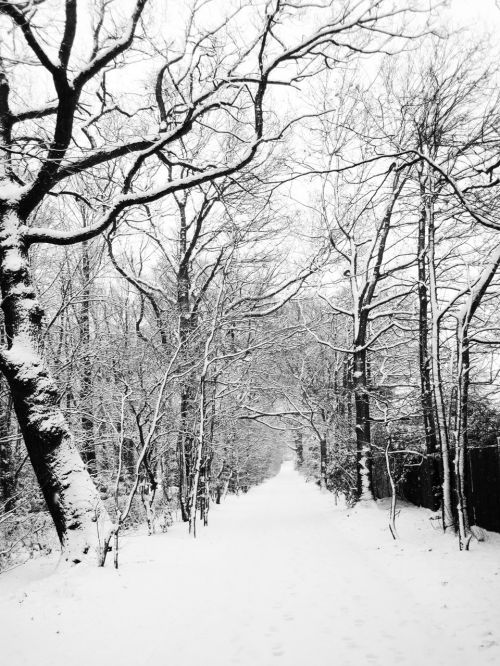 Snowy Road