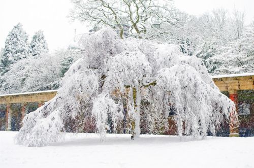 Snowy Tree