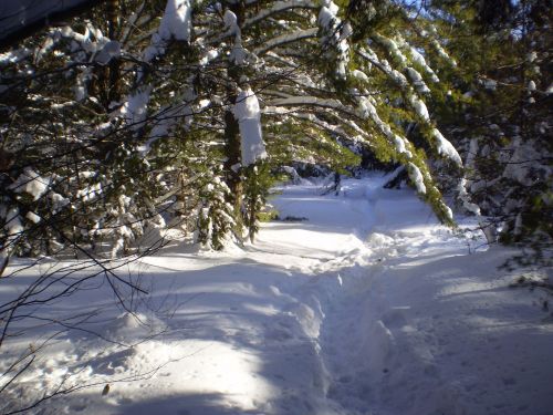 Snowy Tree