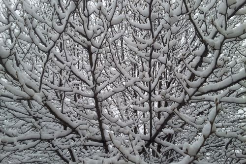 snowy tree snow winter