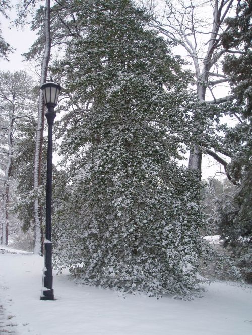 Snowy Tree &amp; Light Pole