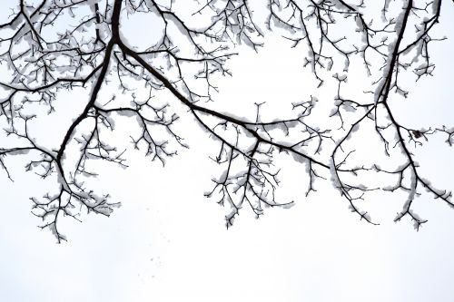 Snowy Tree Branch