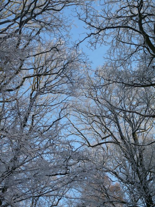 Snowy Tree Tops