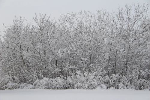 Snowy Trees