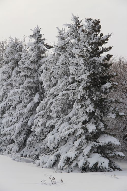 Snowy Trees