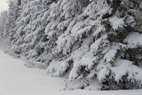 Snowy Trees