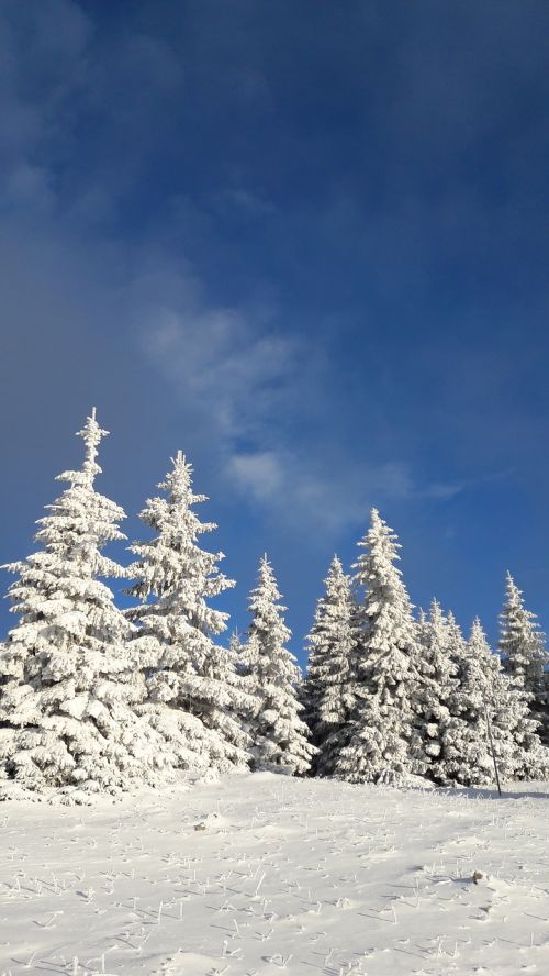 snowy trees winter fun the beauty of the