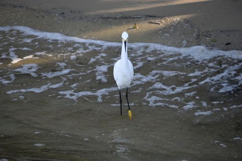 snowy white egret bird avian