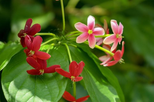 so that the gentleman  flower  plant