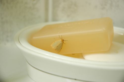 soap moth insect