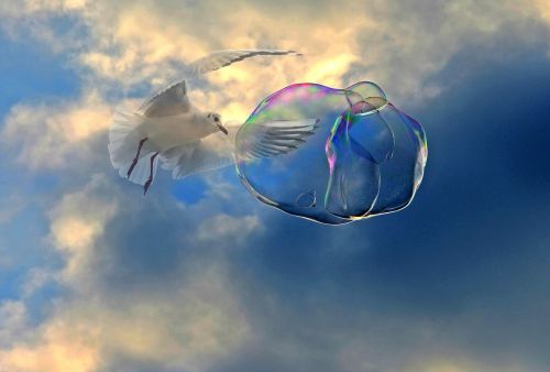 soap bubble fly seagull
