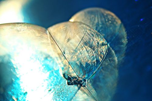 soap bubble eiskristalle frost globe