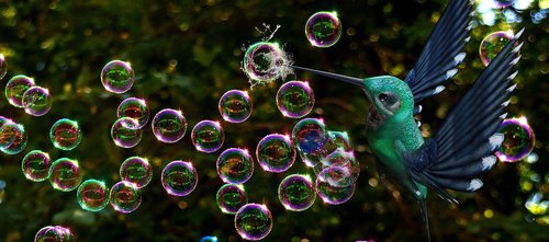 soap bubbles  bird  burst