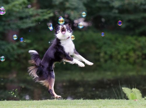 soap bubbles border collie dog chasing bubbles