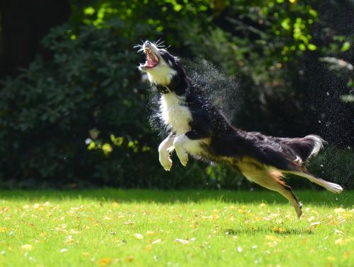 soap bubbles dog dog hunting soap bubbles